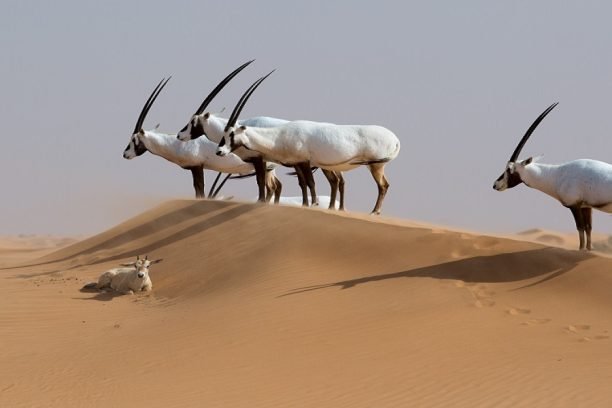 Arabian Oryx in Dubai Desert Conservation Reserve, Dubai, United Arab Emirates