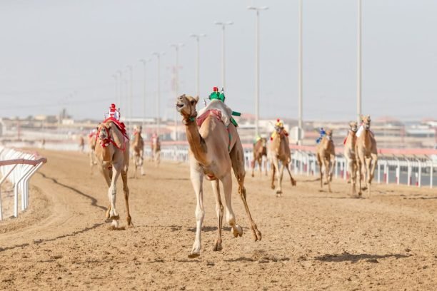 Camel-Racing-stock-image